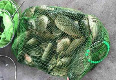 老钓鱼友喝高后泄露猪肝饵料绝密配方，我用后次次爆护的秘密武器
